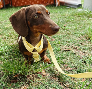 Limoncello H-Strap Waterproof Harness