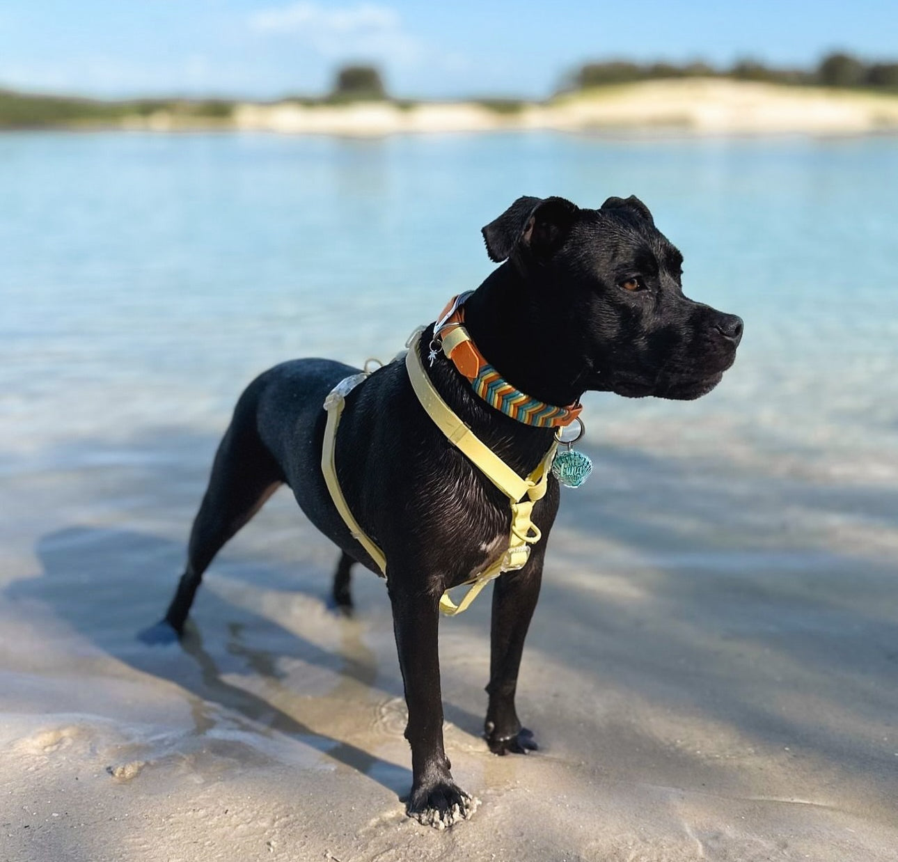 Limoncello H-Strap Waterproof Harness