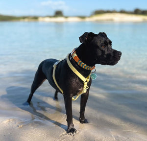 Limoncello H-Strap Waterproof Harness